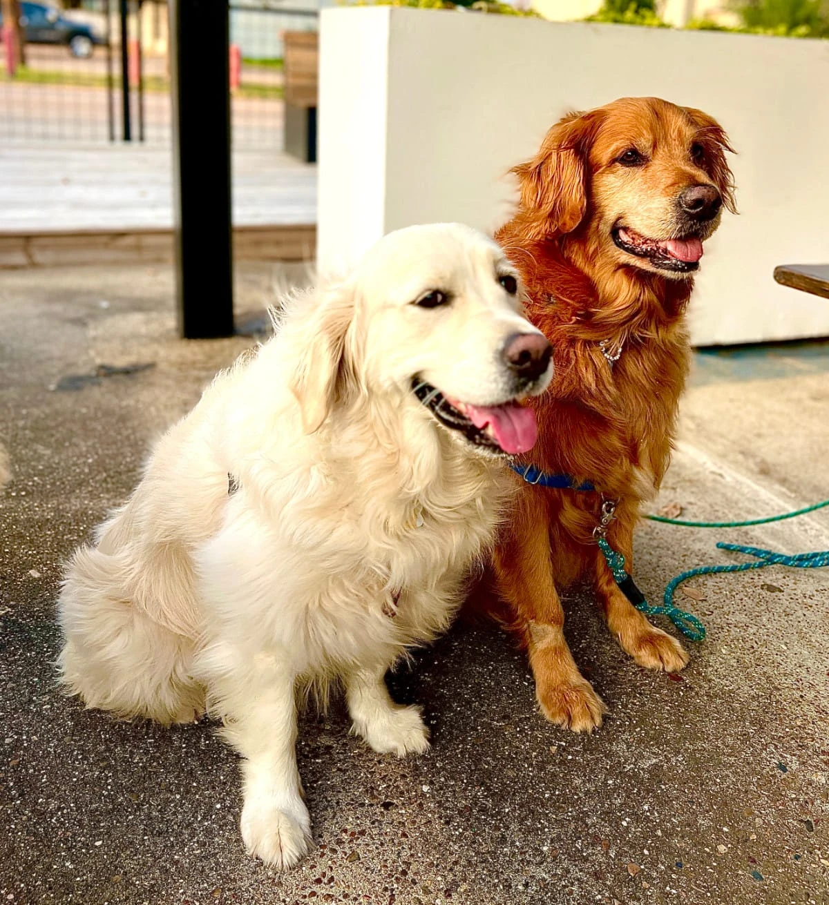 Heights Coffee Shop Pet Friendly Patio